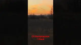 Косуля сибирская, не пуганая красота в Омской области