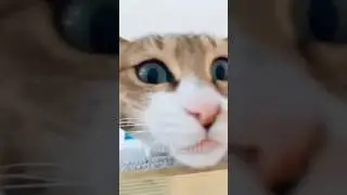 😂funny animal videos that i found for you #57😂