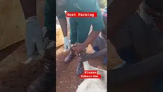 Hoof trimming is very important in Goat farming! #farming #goat #shorts