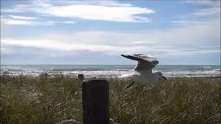 Seagull in NZ, February 27, 2023