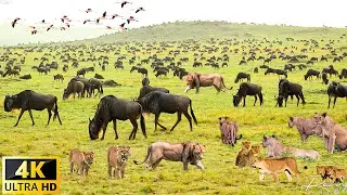 4K African Wildlife: The World's Greatest Migration from Tanzania to Kenya With Real Sounds