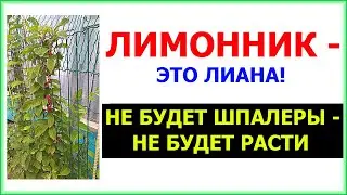Если не растет ЛИМОННИК не забудь, что это ЛИАНА. Сделай шпалеру!
