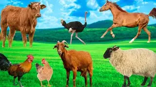 Farm Animal Sounds - Cow, Sheep, Chicken, Horse, Goat - Animal Moments