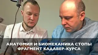 Фрагмент кадавер-курса "Анатомия и биомеханика стопы и голеностопного сустава" | 18+