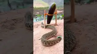 How to make snake trap #snake #snake