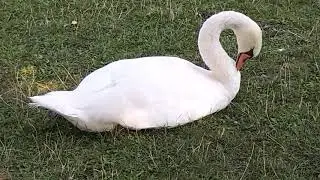 Добро спасет Мир!