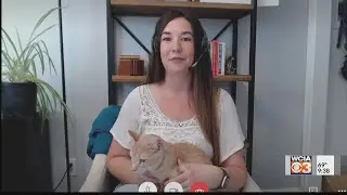 Pet on the Set - Catsnap