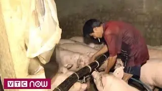 Bạc Liêu lại phát hiện cơ sở bơm nước vào heo