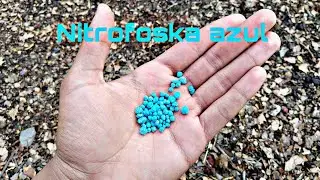 Fertilizante para plantas y jardinería - Nitrofoska azul ¿Para que sirve?