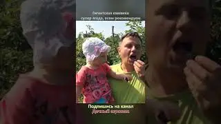 ГИГАНТСКАЯ ежевика СУПЕР ЯГОДА рекомендуем Дачный агроном