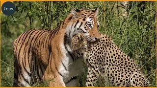 15 Deadliest Tiger Attacks Caught on Camera | Wild Animals