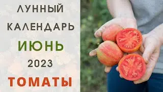 ТОМАТЫ: лунный посевной календарь ИЮНЬ 2023! Когда высаживать помидоры в открытый грунт Пасынкование