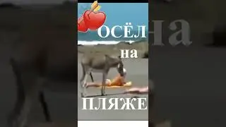 Осёл на пляже. Вот это Да, вот это Да такого, я не видел ДА!!