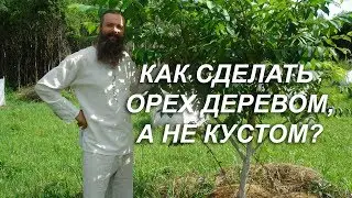 Как сделать орех деревом, а не кустом?