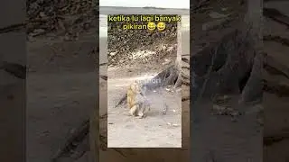 ketika hidup lagi banyak pikiran #shorts #memes #funny #lucu #meme #video #animals