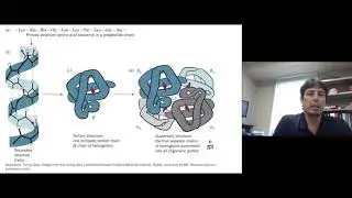 Topic 5 2   Levels of protein structure