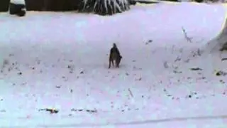 Snoopy Chases a Squirrel