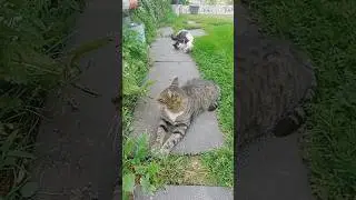 Кошачье лежбище на резиновых дорожках 