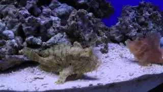 Московский океанариум - Москвариум . Moskvarium. Oceanarium in Moscow