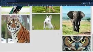 Responsive Image Grid using CSS Flexbox| Animal Gallery