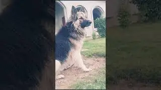 The Giant German shepherd dog 🤩🤩🤩 #rap #punjabisong #punjabi #hiphop #dogtraining #dogshorts #dog