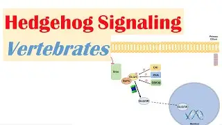 Hedgehog Signaling Pathway in Vertebrates | Purpose and Mechanism