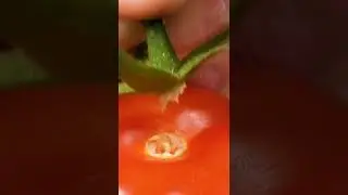 Tomato. ASMR