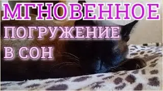 Усыпляющая музыка для кошек, котов, котят и собак Расслабляющая кошачья и собачья музыка колыбельная