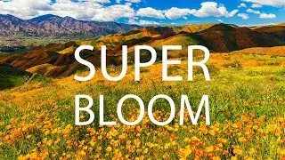 Super Bloom California 2019 | Landscape Photography