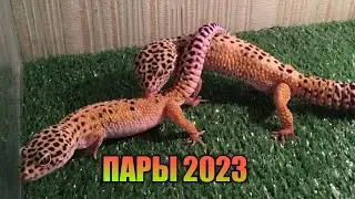 ПАРЫ ЭУБЛЕФАРОВ 2023 СЕЗОНА