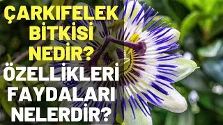 Çarkıfelek Bitkisi Nedir? Özellikleri ve Faydaları Nelerdir?