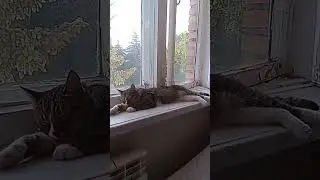 Невыносимая жара☀🔥🙀