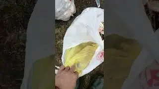 грибалка осенью в жамбылской области