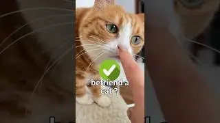 Just a finger to befriend a cat😎 