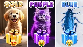 Choose Your Gift...! Gold, Purple or Blue ⭐️💜💙 How Lucky Are You? 😱 Quiz Shiba