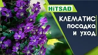 Клематис 🌺 Чем подкормить клематисы ✔️ Советы от Хитсад ТВ