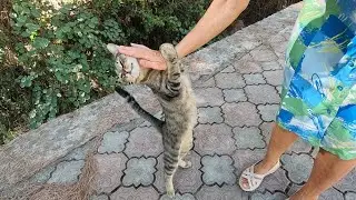 Cute cat reaches up and hugs my hand with her paws