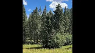 Angel Fire, New Mexico - Lady Slipper Trail