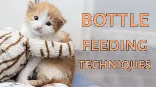 Two Ways to Bottle Feed a Kitten