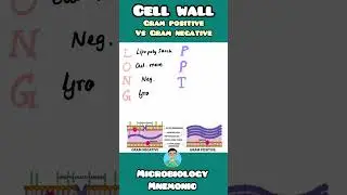 Gram Positive vs Gram Negative Cell Walls | Mnemonics for  #usmle #neetpg #inicet #nclex  #biology