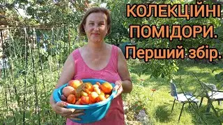 КОЛЕКЦІЙНІ СОРТИ ПОМІДОРІВ🍅#доглядзапомідорами#колекційнісортипомідорів#помідори#сортипомідорів#сад