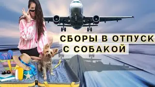 Как полететь с собакой на море? Сборы в отпуск с собакой💗🐶