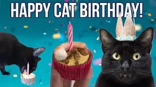 Throwing the BEST Cat Birthday Party (with CAKE recipe!)