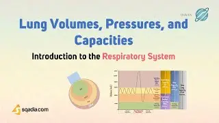 Introduction to the Respiratory System | Lung Volumes, Pressures and Capacities Physiology