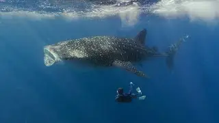 Swimming with the BIGGEST Fish in the Ocean