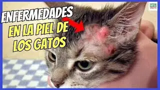 🆘 MOST COMMON SKIN DISEASES IN CATS 🆘