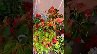 Доступні Квіти!!!#shоrts