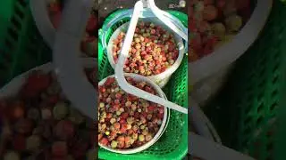 Поспела клубника 🍓 лесная.