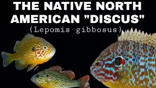 The Colorful, Native US Fish That Acts Like a Cichlid! A Guide To Pumpkinseed Fish. Lepomis gibbosus