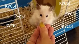 КАК ПРИУЧИТЬ ХОМЯКА К ИМЕНИ